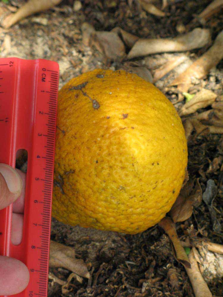            Fruit (Winter Haven, FL)   